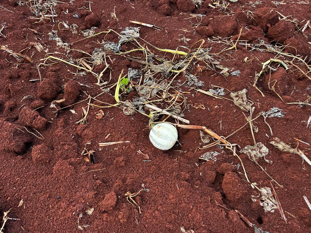 #Campeche Siniestra sequía 2 mil hectáreas de&nbsp;chigua