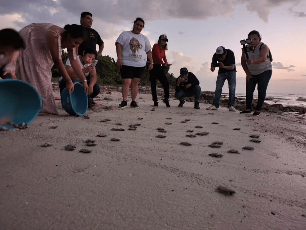 #Campeche Onda de calor afectó arribazón de&nbsp;tortugas