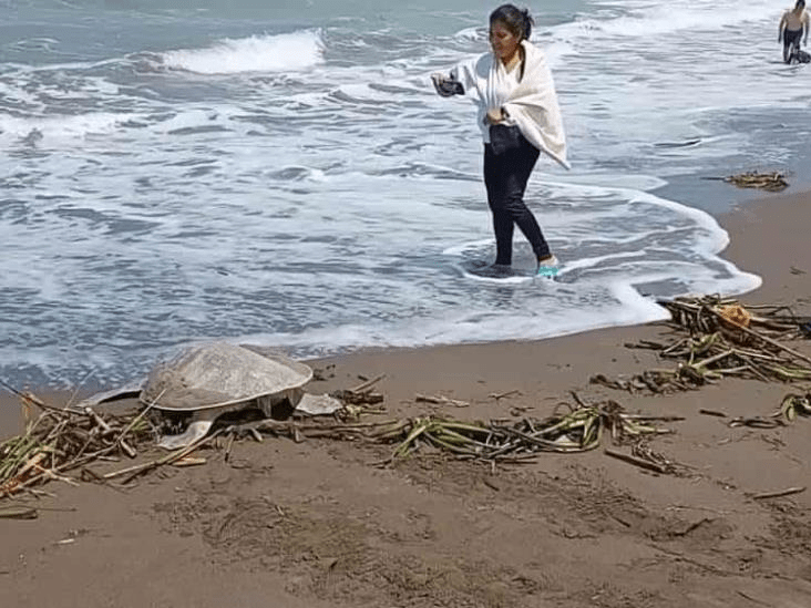 #Veracruz ¡Cuidado con las tortugas! Empieza la temporada de&nbsp;anidación