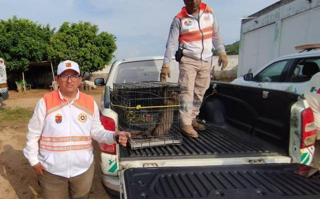 #Chiaspas Rescatan a #Jaguarundi en #Villaflores, especie en peligro de&nbsp;extinción