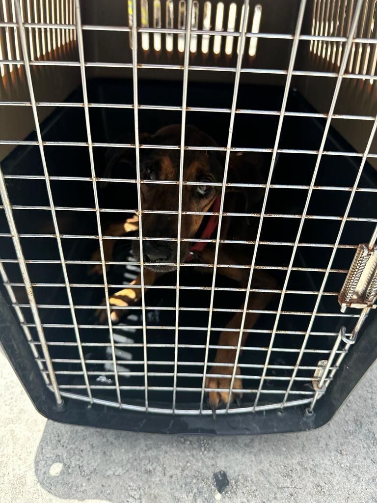 #QuintanaRoo Hallan 23 perros muertos y 5 más vivos en una casa aparentemente usada como refugio animal en&nbsp;#Cancún