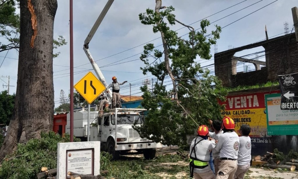 #Chiapas Concluye PC de Tapachula poda de ceiba de la 18 calle&nbsp;oriente