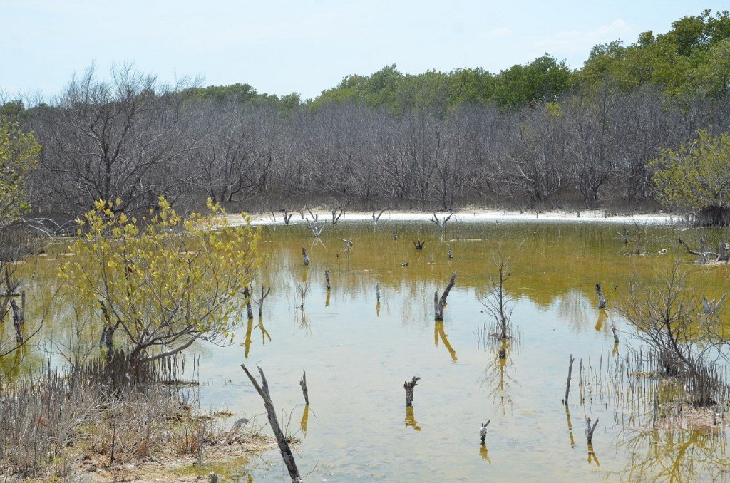 #Campeche Gusano acaba con miles de hectáreas de&nbsp;manglar