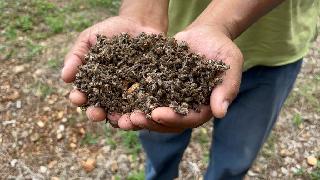 #Campeche Urge investigar causa real de mortandad masiva de&nbsp;abejas
