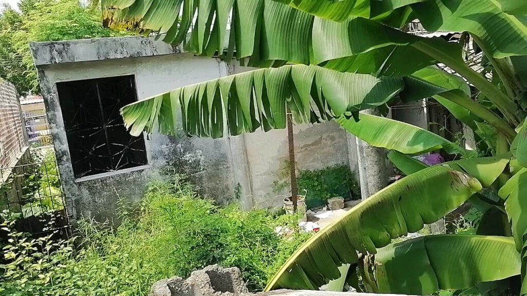 #Campeche Detienen al Borras, al parecer destazó a perro y se lo&nbsp;comió