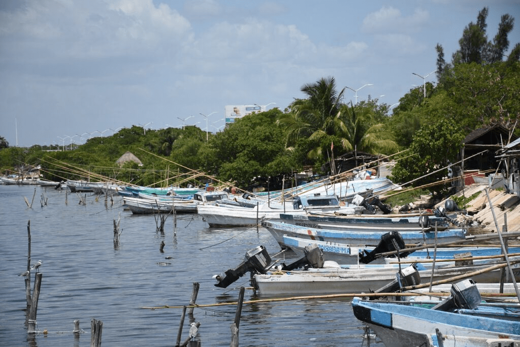 #Campeche Se aleja pulpo de costas campechanas,&nbsp;lamentan