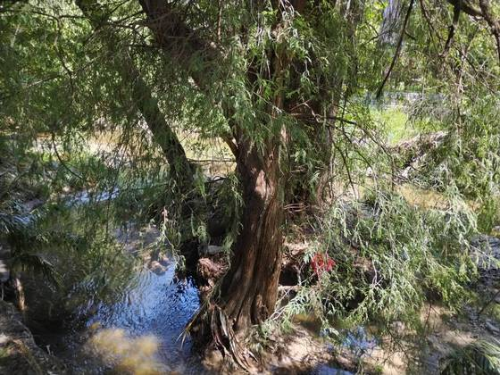 #Chiapas #RíoSabinal debe convertirse en un Corredor Biológico: #EfraínBustamante