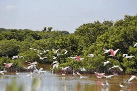 #Yucatán Presentan 1°  “Feria del Manglar y las Aves» #DzilamdeBravo&nbsp;2023