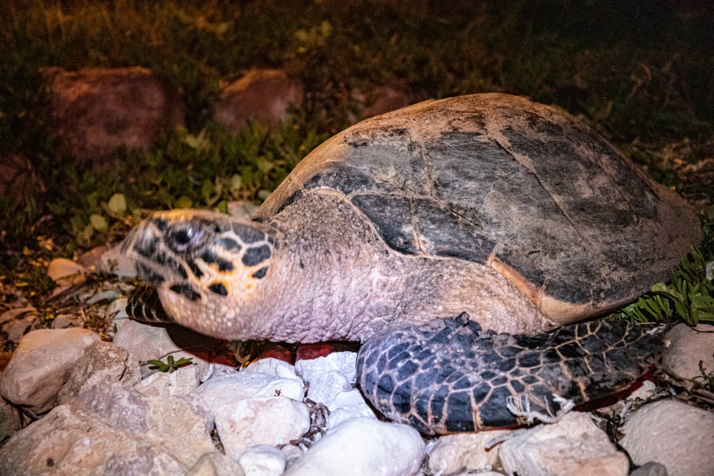 #Campeche En Campeche, el programa de conservación de tortugas marinas más&nbsp;exitoso