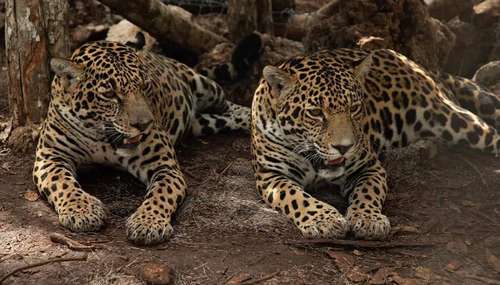 #Campeche contabiliza al menos 700 ejemplares de jaguar en Calakmul y la Laguna de&nbsp;Términos