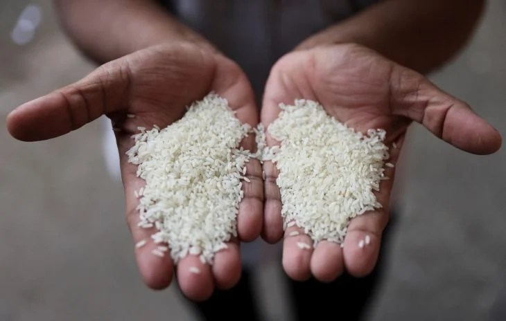 #Campeche Arroz será el cultivo estrella del gobierno de Campeche; SDA busca plantar 70 mil&nbsp;hectáreas