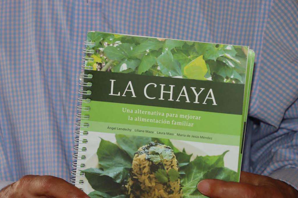 #Yucatán Fomentarán la #Chaya como una alternativa para mejorar la alimentación 