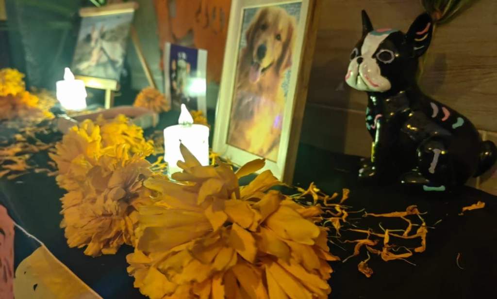 #Veracruz Realizan en Coatzacoalcos, el primer altar para animales de&nbsp;compañía