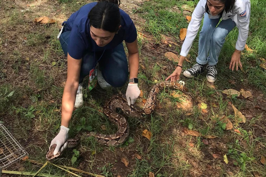 #Yucatán Impartirán curso de manejo y cuidado de serpientes no venenosas en cautiverio 