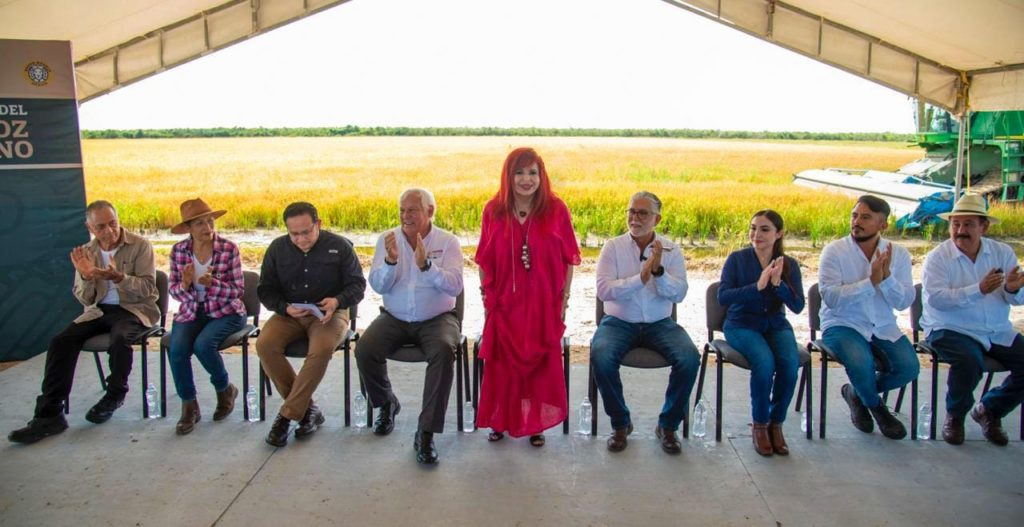 #Campeche Atestigua #Layda renacimiento del cultivo de&nbsp;arroz