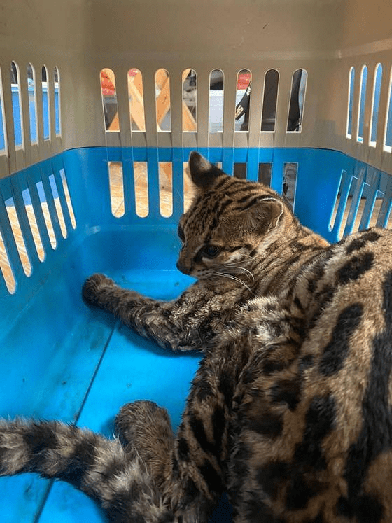 #Chiapas #PROFEPA rescata animales silvestres en&nbsp;#Tapachula