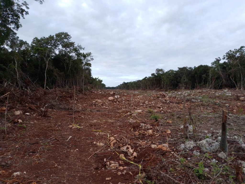 #QuintanaRoo Expropia #Sedatu 16 inmuebles para los tramos 5 y 6 del&nbsp;#TrenMaya