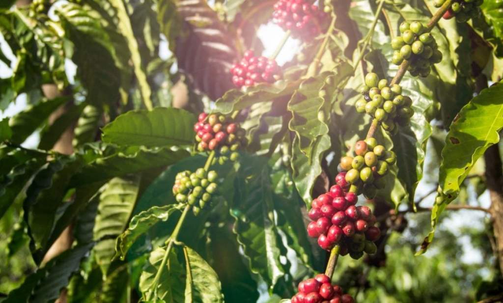 #Veracruz Precio del café, sujeto a estándares internacionales: Nestlé