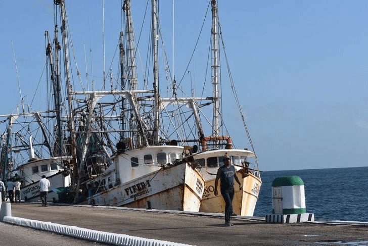 #Campeche Mal cierre de año para&nbsp;camaroneros