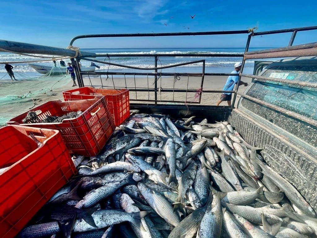 #Chiapas Pescadores aprovechan hallazgo de cardumen en costas de&nbsp;Chiapas