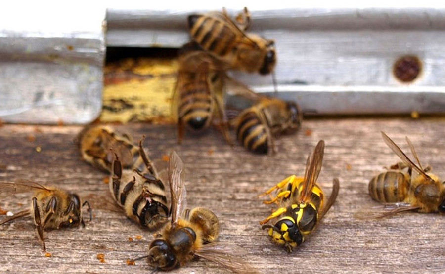 #Campeche Temen emergencia ambiental por más muertes de&nbsp;abejas