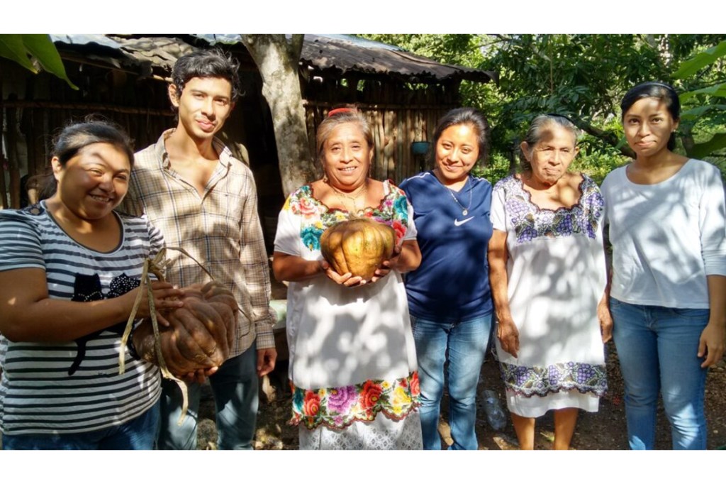 #Yucatán Más de 300 familias beneficiadas del programa Comunidades Milperas 