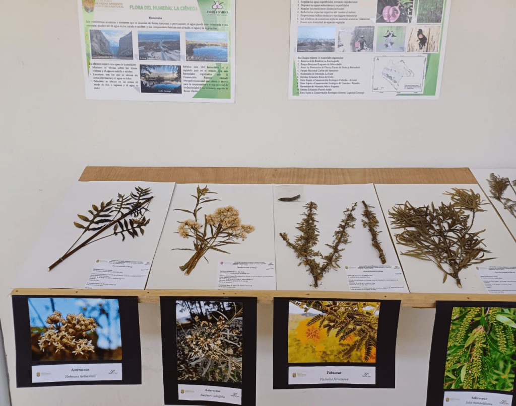 #Chiapas Inaugura #Semahn exposición “Flora del Humedal La Ciénega”, en el Orquidario y Jardín Botánico&nbsp;#Comitán