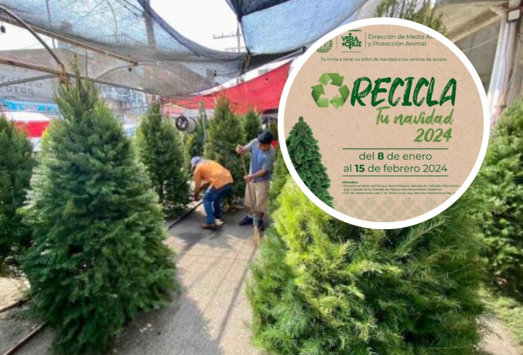 #Veracruz En próximos días arranca recolección de árboles navideños en el Puerto&nbsp;Jarocho