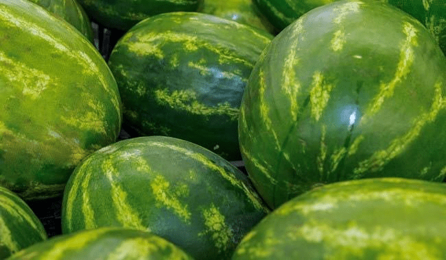 #Veracruz Este lugar ocupa el estado entre los mayores productores de sandía en&nbsp;#México