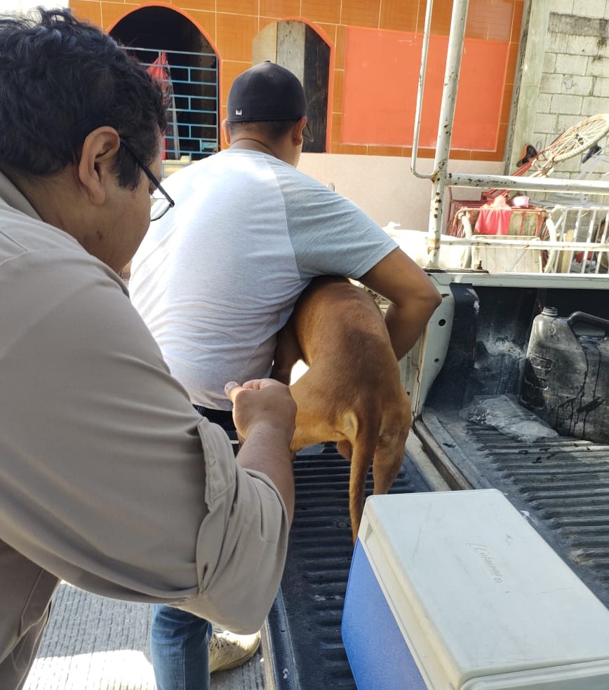 #Campeche Más de 16 mil dosis de vacuna antirrabica aplicada en&nbsp;2023