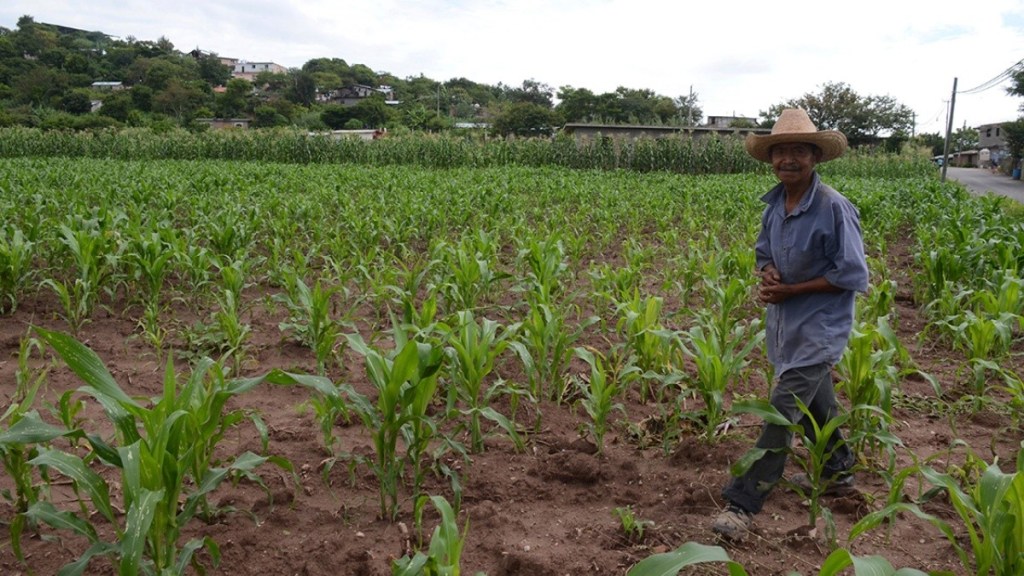 #Campeche El campo ha recuperado su&nbsp;potencial
