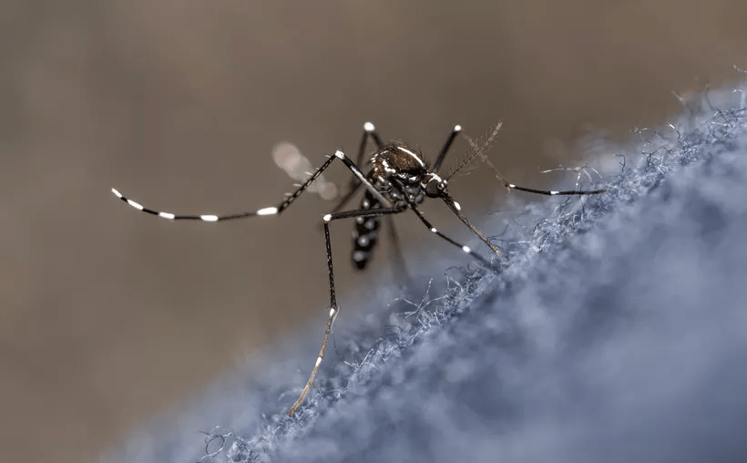 #QuintanaRoo Control y prevención: la entidad sigue su lucha contra el&nbsp;dengue
