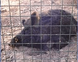 #Campeche Investigan administración de #BibyRabelo por maltrato&nbsp;animal