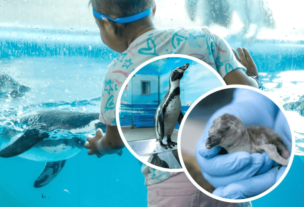 #Veracruz Nace pingüino en el&nbsp;acuario