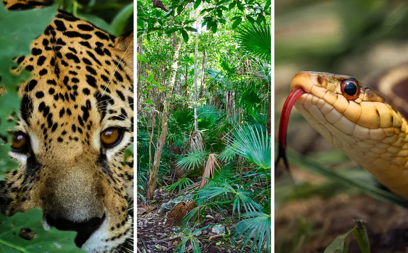 #QuintanaRoo: Así localizaron a los tres menores extraviados en la selva de&nbsp;#Tulum