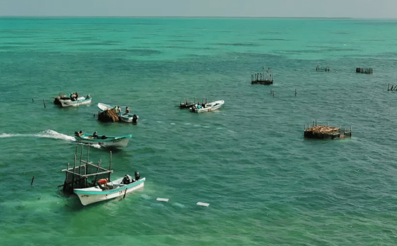 #QuintanaRoo Alerta en el #Caribe: Advierten por sobreexplotación pesquera en&nbsp;#Cozumel