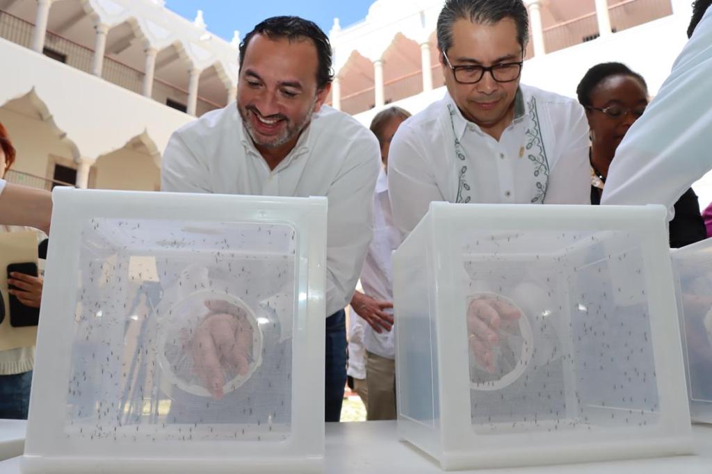 #Yucatán Lanzarán mosquitos buenos para reducir casos de&nbsp;dengue