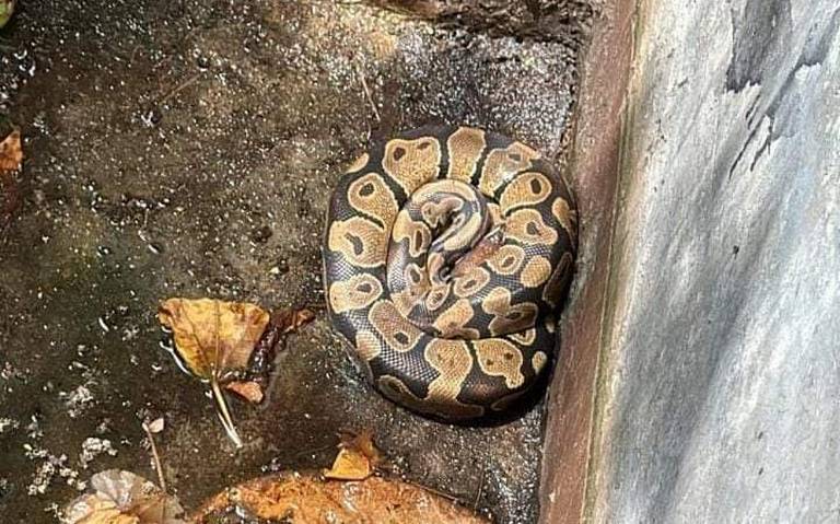 #Chiapas Encuentran reptil dentro de un tanque en la colonia&nbsp;Obrera