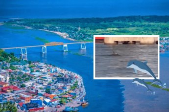 #Veracruz Avistan delfines en playas de&nbsp;#Alvarado
