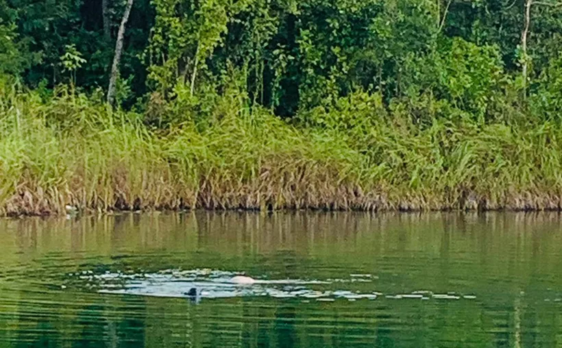 #QuintanaRoo Encuentran cuerpo de persona desaparecida en laguna de&nbsp;#FCP