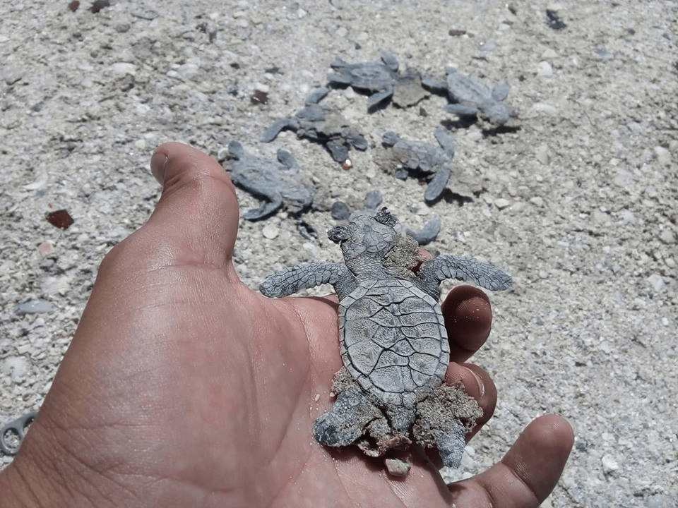#Campeche ¡Tortugas Marinas en riesgo! por temporada de semana&nbsp;santa