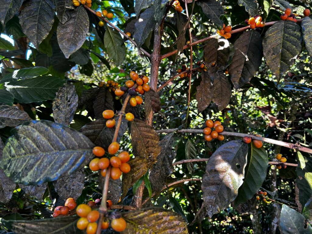 #Chiapas Se seca la producción de café por falta de mano de obra y la&nbsp;inseguridad