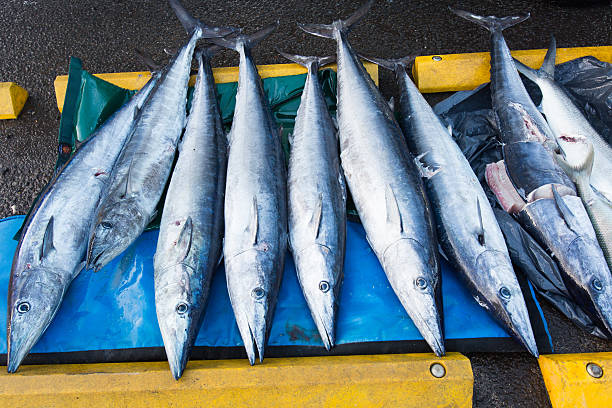 #Veracruz Repunta captura de sierra y de peto en mar jarocho, aseguran&nbsp;pescadores