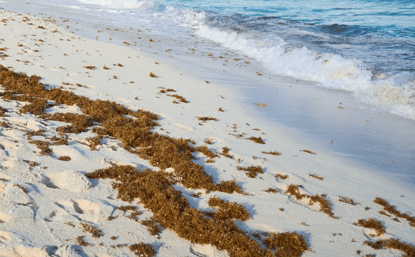 #QuintanaRoo #SEMAR inicia operativos contra el&nbsp;sargazo