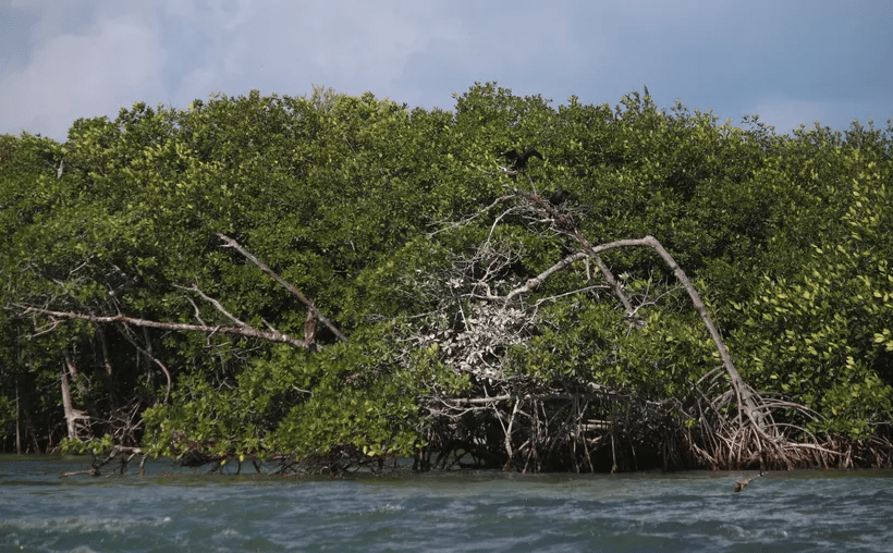 #QuintanaRoo Van al rescate de las zonas de manglar impactadas por la&nbsp;contaminación
