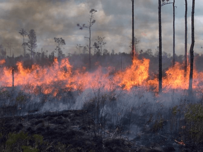 #Campeche Temporada de quema: piden a campechanos reportar&nbsp;incendios