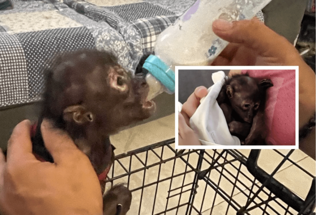 #Veracruz Resguardan cría de mono araña en&nbsp;#BocadelRío