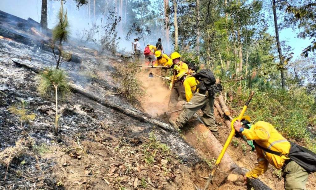#Veracruz Avanza control de incendios en altas montañas; van 1,670 hectáreas&nbsp;dañadas