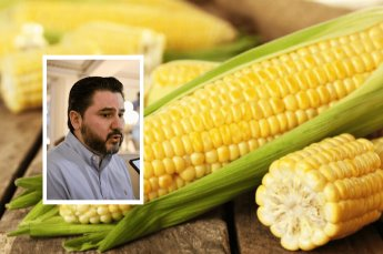 #Veracruz Sequía afecta la producción de maíz en el estado; cae un&nbsp;40%