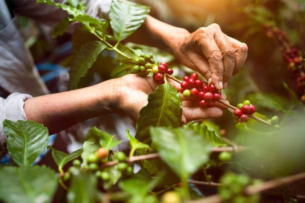 #Veracruz Productores de café buscan un precio de garantía de 12 o 13&nbsp;pesos
